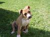 Amerikansk staffordshire terrier jessie