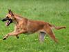 Malinois Fraja van Tessinij*R.I.P. [ Himmelhund]