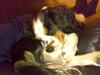 Cavalier king charles spaniel Bølle [Tidl. hund]
