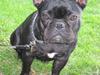 Fransk bulldog Emma
