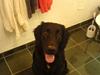 Flat coated retriever Charlie