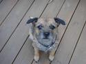 Border terrier Shakira (Kira) <3