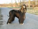 Afghansk mynde Kandis