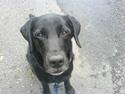 Labrador retriever Gibson *R.I.P*