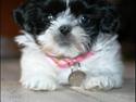 Shih tzu Chanel