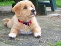 Nova scotia duck tolling retriever Mangus