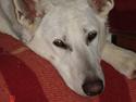 Hvid Schweizisk Hyrdehund Jessies White Alladin-Død