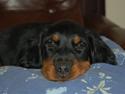 Gordon setter Wøkk´s A.Lajka