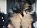 Schæferhund Odin R.I.P.