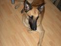 Malinois Luca