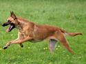 Malinois Fraja van Tessinij*R.I.P.
