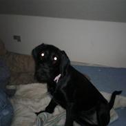 Blanding af racer Sussi