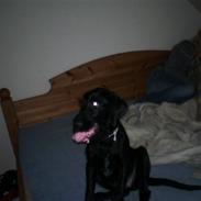 Blanding af racer Sussi