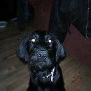 Blanding af racer Sussi