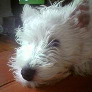 West highland white terrier Figo
