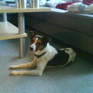 Blanding af racer Charlie