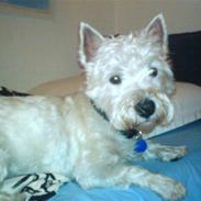 West highland white terrier Figo