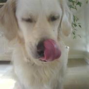 Golden retriever Max (Pepper)