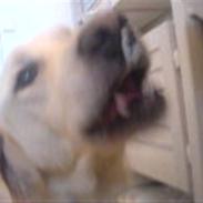 Golden retriever Max (Pepper)