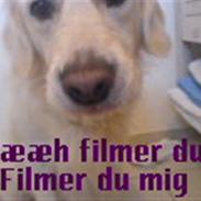 Golden retriever Max (Pepper)