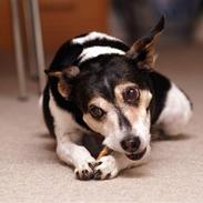 Dansk svensk gaardhund Knirke