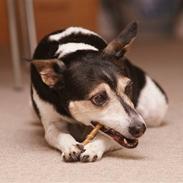 Dansk svensk gaardhund Knirke