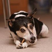 Dansk svensk gaardhund Knirke