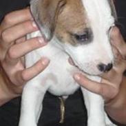 Parson russell terrier Freddy