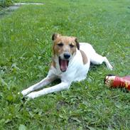 Glathåret foxterrier Junior