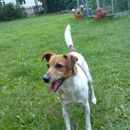 Glathåret foxterrier Junior