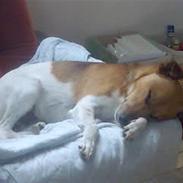 Glathåret foxterrier Junior