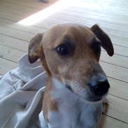 Glathåret foxterrier Junior