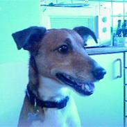 Glathåret foxterrier Junior