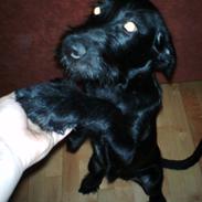 Blanding af racer Sussi