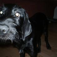 Blanding af racer Sussi