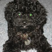 Dværgpuddel Nanna - død d. 9/2-12