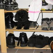 Dværgpuddel Nanna - død d. 9/2-12