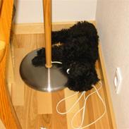 Dværgpuddel Nanna - død d. 9/2-12