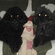 Dværgpuddel Nanna - død d. 9/2-12