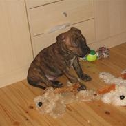 Amerikansk bulldog xavi