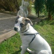 Amerikansk staffordshire terrier Baby