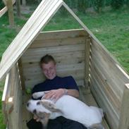 Amerikansk staffordshire terrier Baby