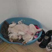 Amerikansk staffordshire terrier Baby