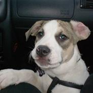 Amerikansk staffordshire terrier Baby