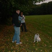 Amerikansk staffordshire terrier Baby