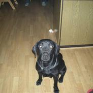 Labrador retriever buller (NYT HJEM)