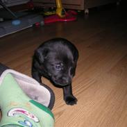 Labrador retriever buller (NYT HJEM)