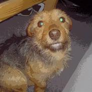 Tysk jagtterrier Kria