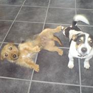 Tysk jagtterrier Kria