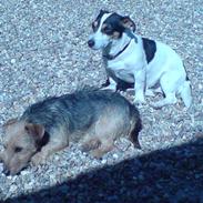 Tysk jagtterrier Kria